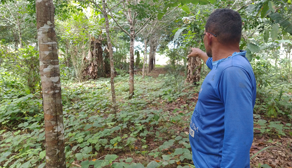 Sistema Agroforestal (SAF) con árboles de caucho en un Proyecto de Asentamiento Extractivista en el estado de Acre. Fuente: Autor (2019).