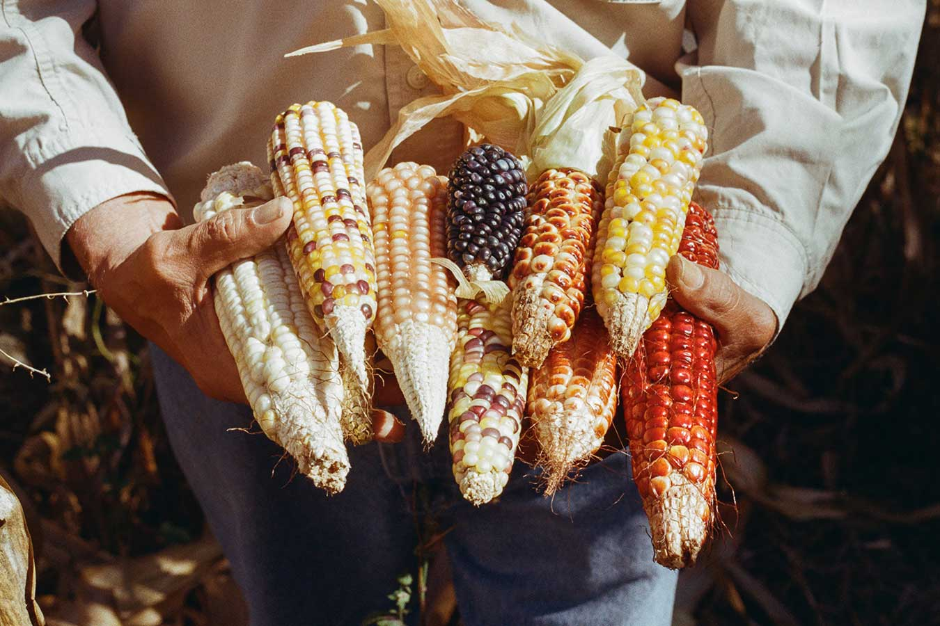Fotografía de Frida Salazar, disponible en: https://fundaciontortilla.org/Cultura/maices_criollos_de_chiapas_y_la_agricultura_como_lo_cotidiano
